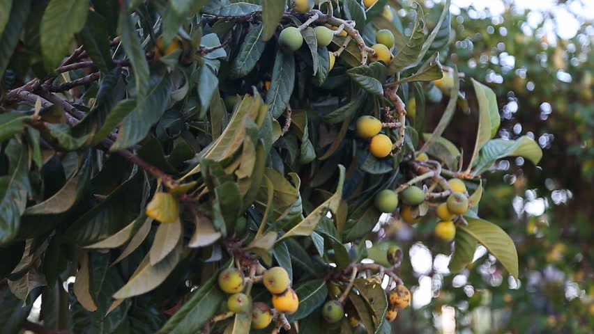 Yellow Plums On Branch Stock Footage Video 3008824 - Shutterstock