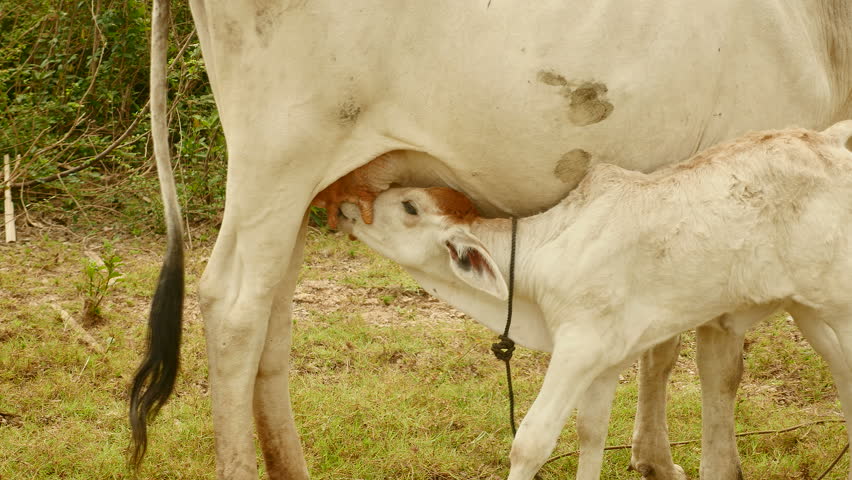 White Calf Sucking Up Milk From His Mother In A Field Close Up