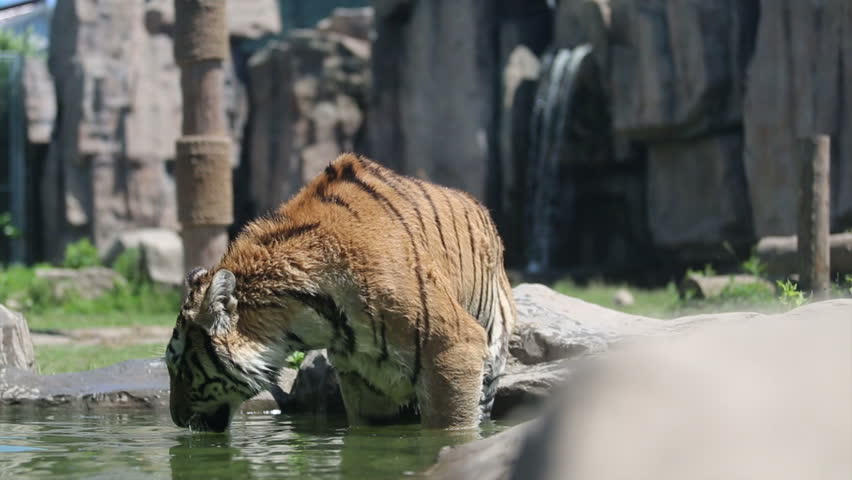 Tiger Drinking Water Slow Motion Tiger Drinking Water Slow Motion