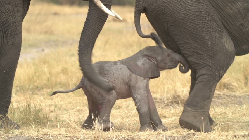 Incredible Footage Of Newly Born Baby Elephant Being Assisted By Its