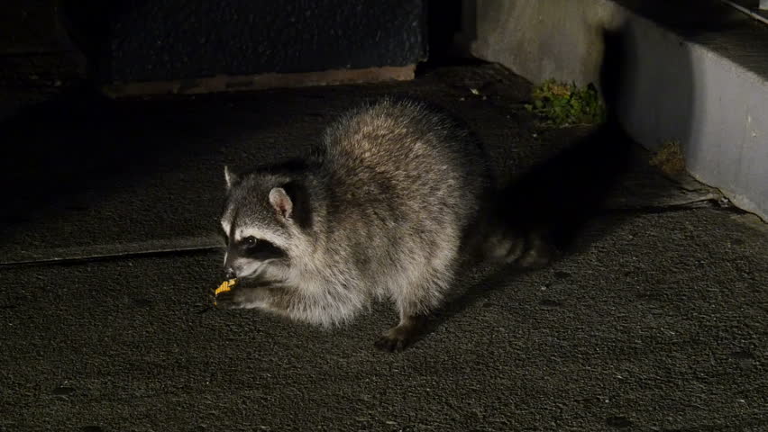 California Raccoon 02 Night Stock Footage Video 10961576 - Shutterstock