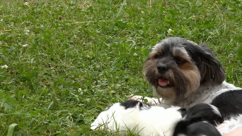 asian woman feeding milk to puppy with syringe stock