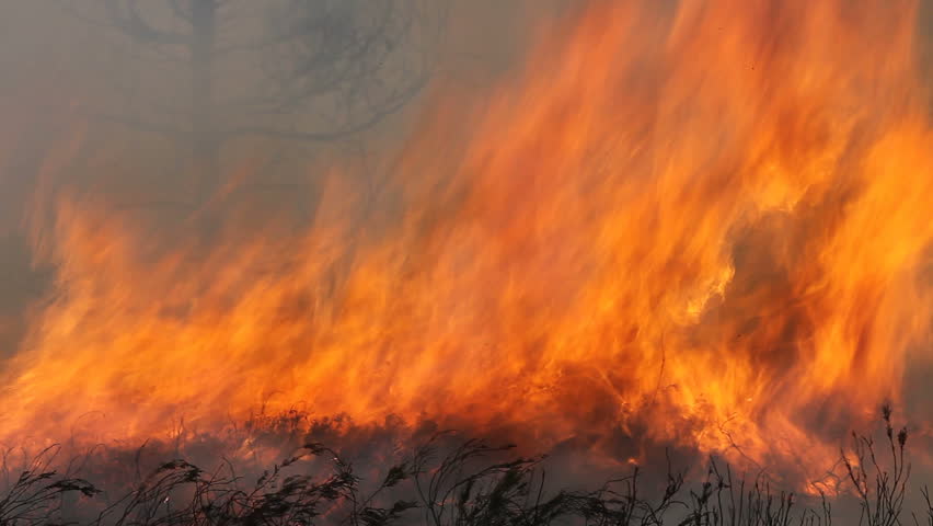 森林火灾视频素材-海洛创意正版图片,视频,音乐素材交易平台-Shutterstock中国独家合作伙伴-站酷旗下品牌
