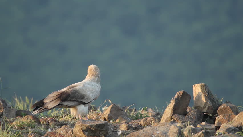 bird egyptian vulture eating carcass in the mountain rocks bird egyptian vulture eating carcass in the mountain rocks
