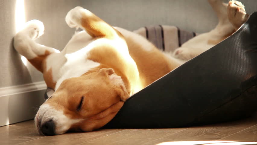 Dog Sleeps Under His Bed Dog Sleeps Under His Bed