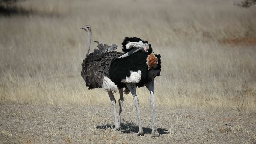 Male and female ostrich (Struthio camelus), Kalahari ...