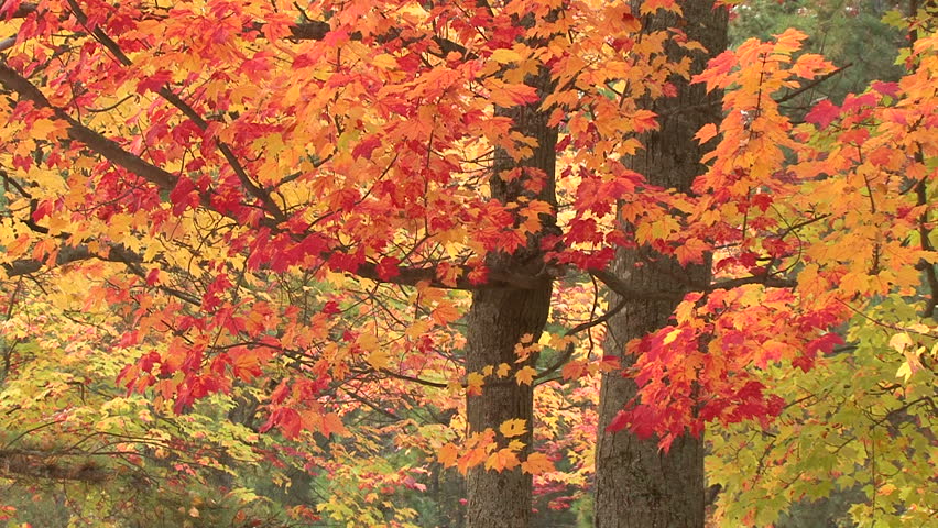 Multi-colored Leaves On Various Trees Stock Footage Video 1722763 ...