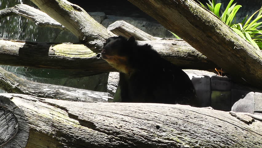 San Diego Zoo - California United States Sloth Bear Stock Footage Video
