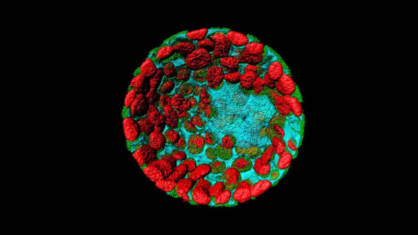 Protoplasts Are Plant Cells Without Cell Wall Stock Footage Video