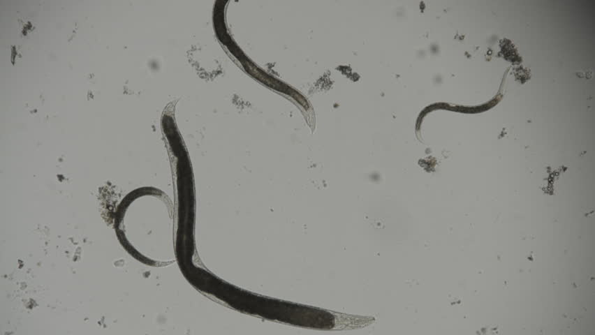 Caenorhabditis Elegans A Free