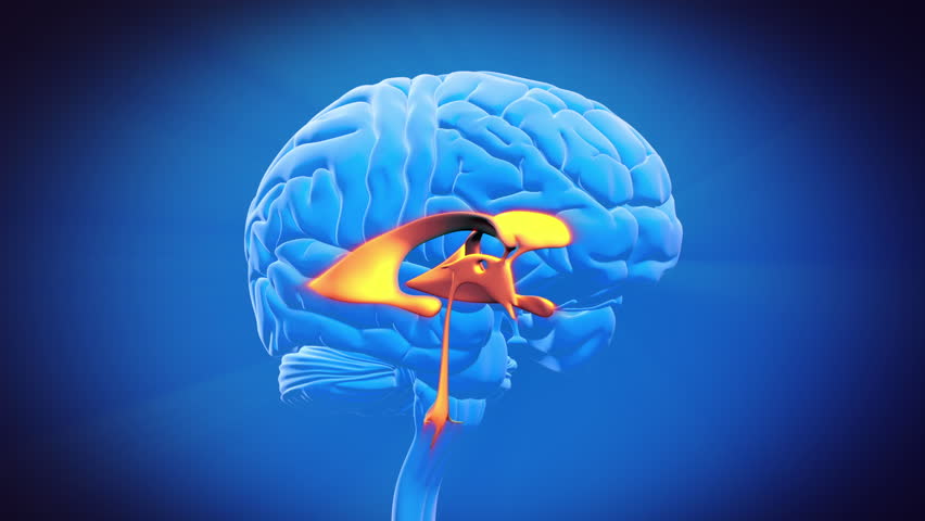 Header of ventricle