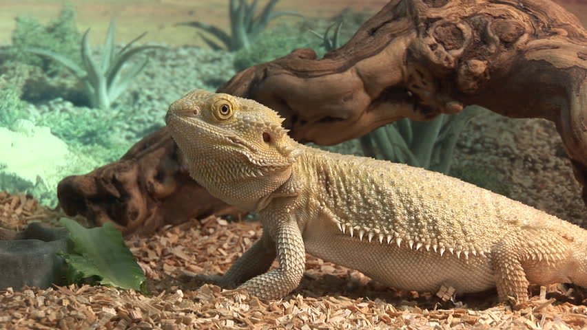 a-beautiful-grown-bearded-dragon-stock-footage-video-35340-shutterstock