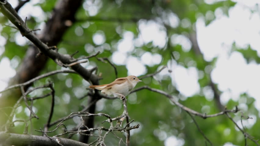 download sparrow weight management program veripiratebay download sparrow weight management program veripiratebay