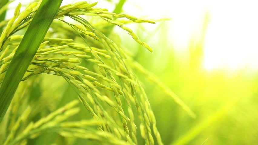 Rice Husk In The Field Stock Footage Video 7423636 - Shutterstock