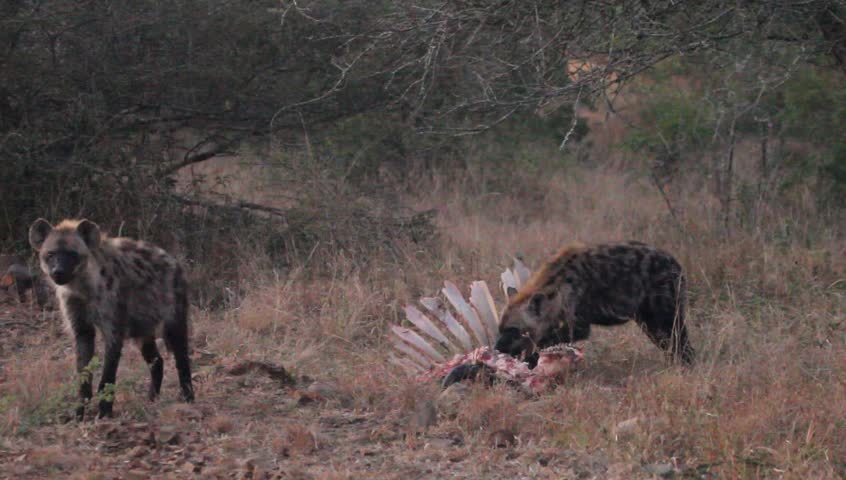 A Medium Shot Of Two Hyena In The Veld ,one Is Eating Animal Carcass