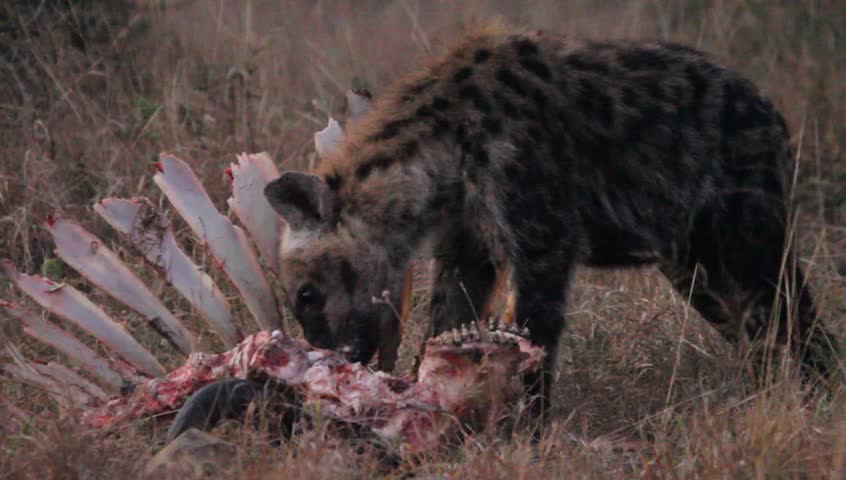 Hyena Watching Closely A Lion Eating. Stock Footage Video 4993913