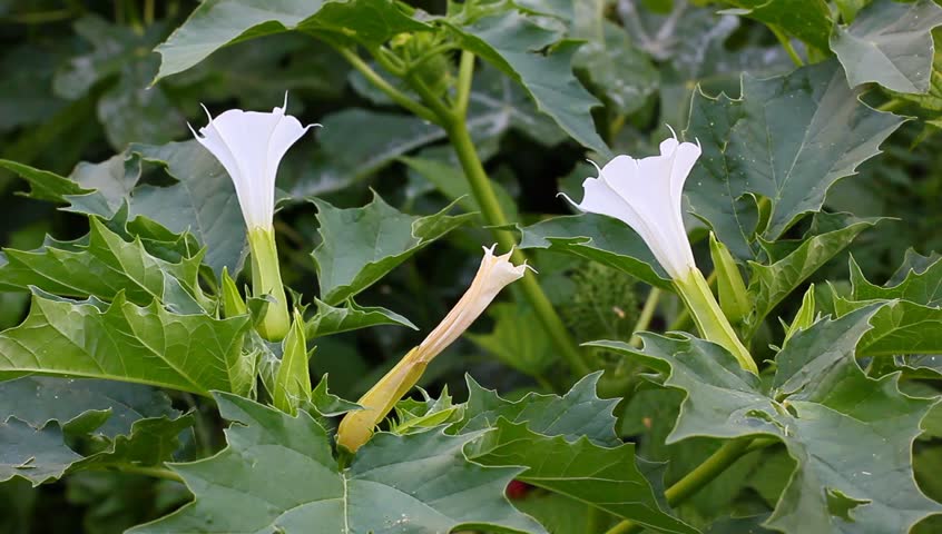 Datura Stock Footage Video Shutterstock White Datura Flowers