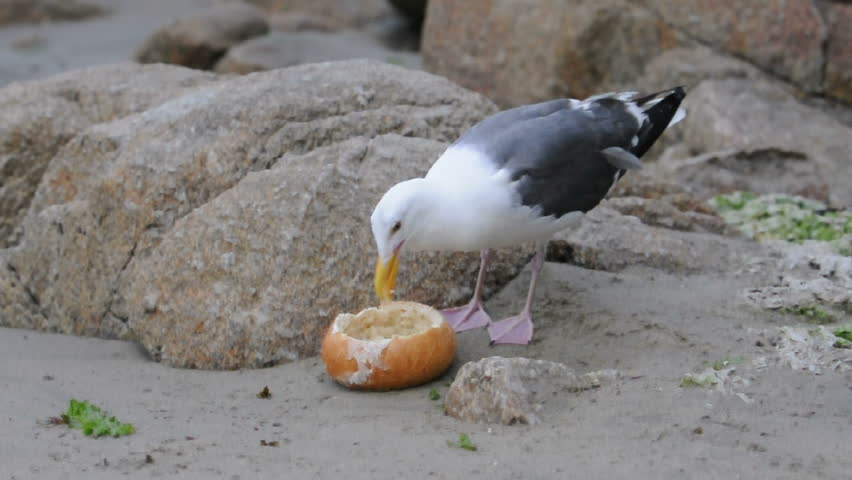 a seagull eats a bread bowl stock footage video 495004 a seagull eats a bread bowl stock footage video 495004