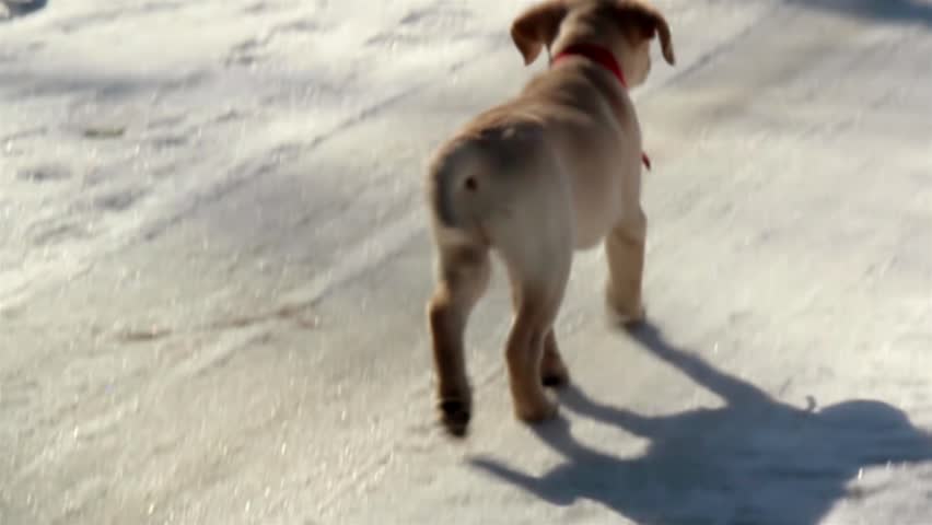 golden retriever puppy walking distance labrador puppy slowly walking away then turns its back then runs vigorously back at golden retriever puppy walking distance labrador puppy slowly walking away then turns its back then runs vigorously back at