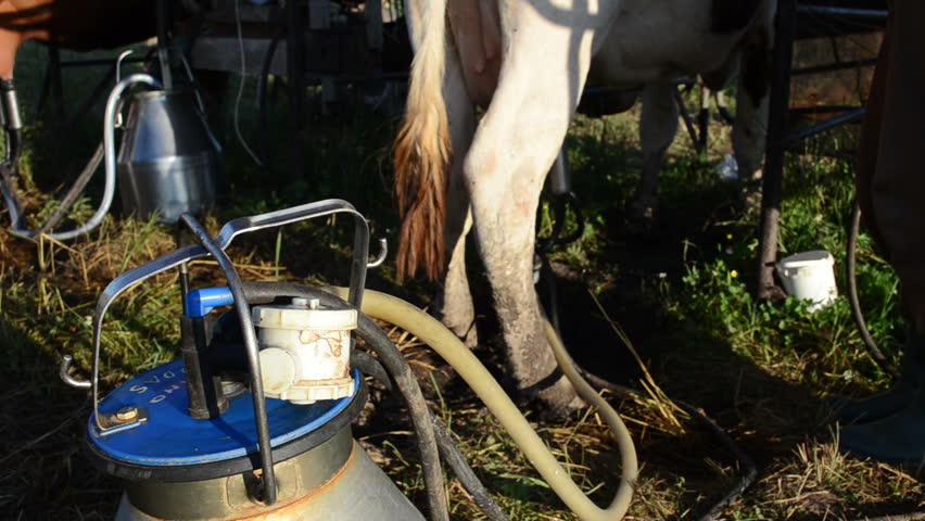 Closeup Of Dairymaid Farmer Woman Hands Milking Milk Cow Dug To Plastic