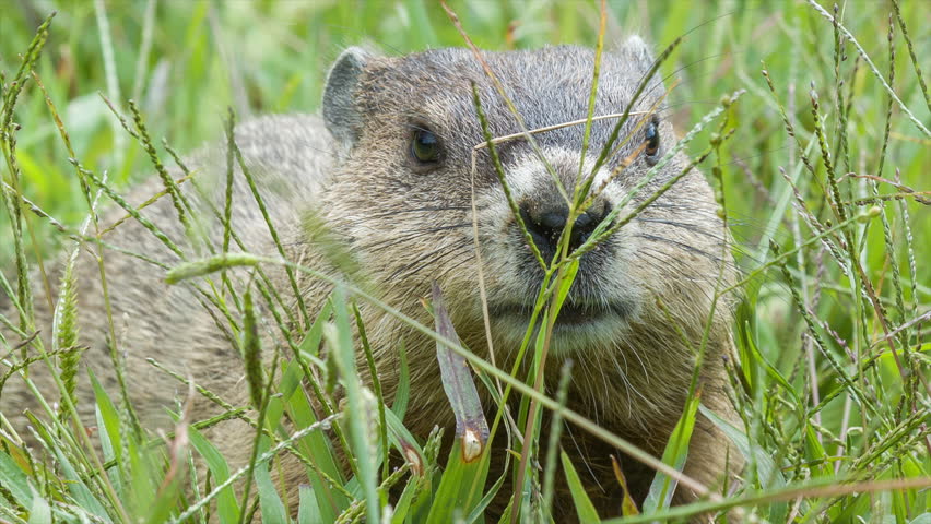 north carolina groundhog day