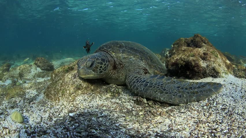 Green Sea Turtle Sleeping On Ocean Floor In The Galapagos Islands Stock
