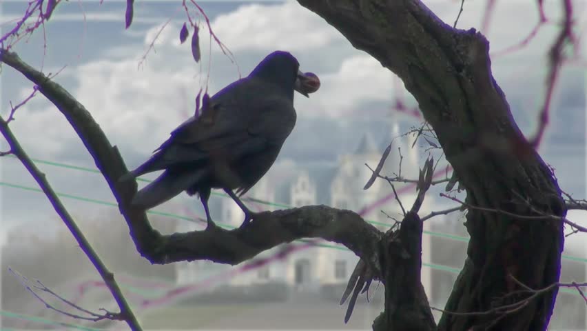 Three black crows sat on a tree