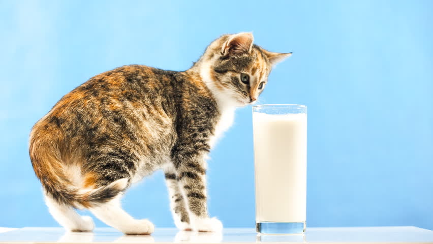 Kitten Drinking Milk Stock Footage Video 5310371 - Shutterstock