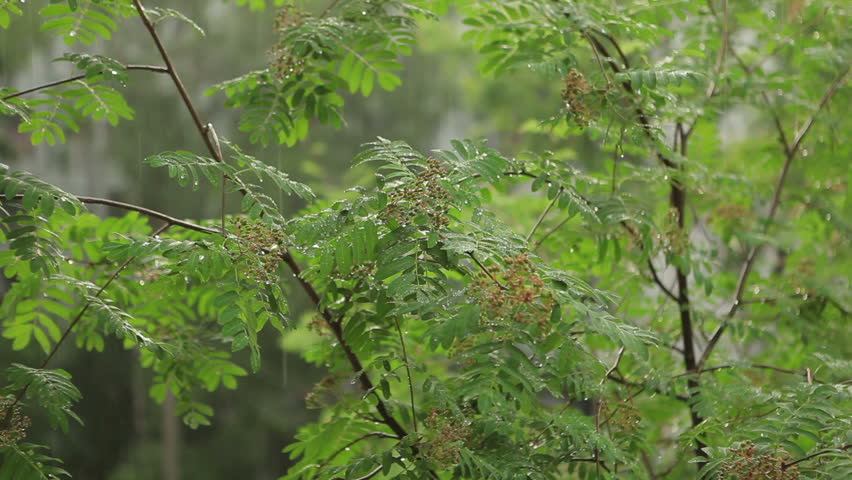 Rain In Forest Of Green Trees Stock Footage Video 5623709 - Shutterstock