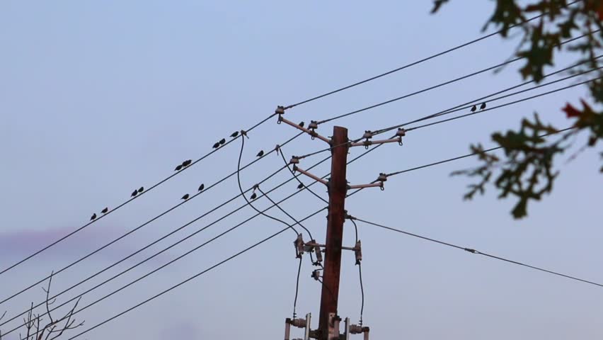 Birds On Power Lines Stock Footage Video 5546066 - Shutterstock How To Keep Birds Off Power Lines