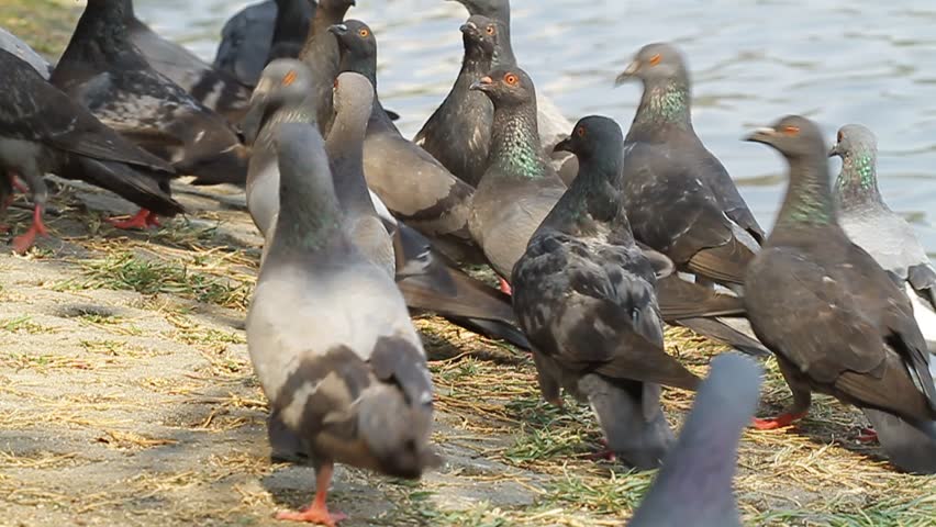 masses pigeons eating bread on the waterfront stock masses pigeons eating bread on the waterfront stock
