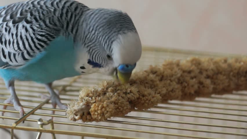 pet blue budgie sits on a cage and eats millet seeds pet blue budgie sits on a cage and eats millet seeds