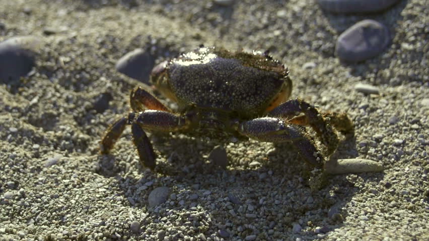 Wet Crab Is Walking On A Sand Beach Slow Motion Filmed At Fps