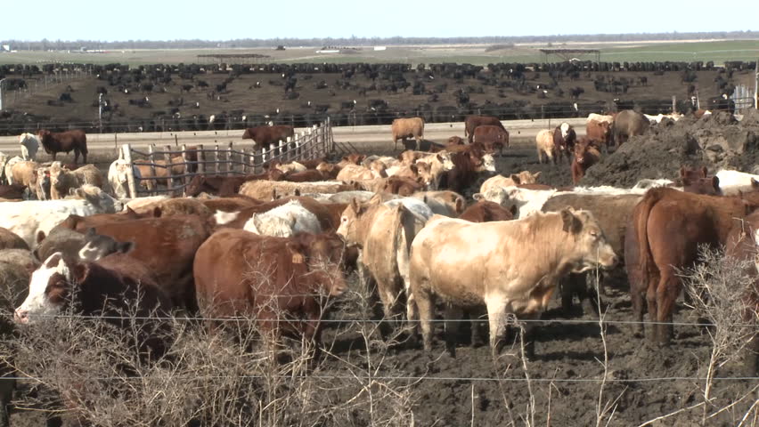 Land Use Feedlot Cattle Cow Cows Livestock Fatten Grain ...