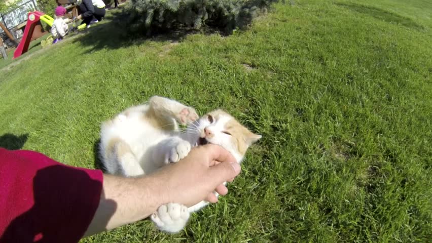 Cat Playing With Human Hand In The Grass Stock Footage