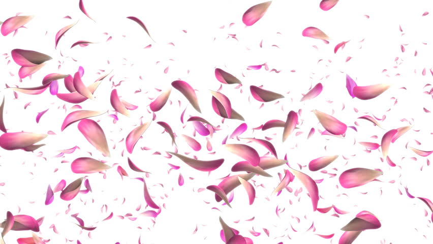 Petals Falling Stock Footage Video - Shutterstock