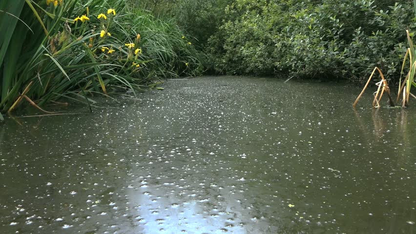 green-stagnant-boggy-pond-stock-footage-video-6613127-shutterstock