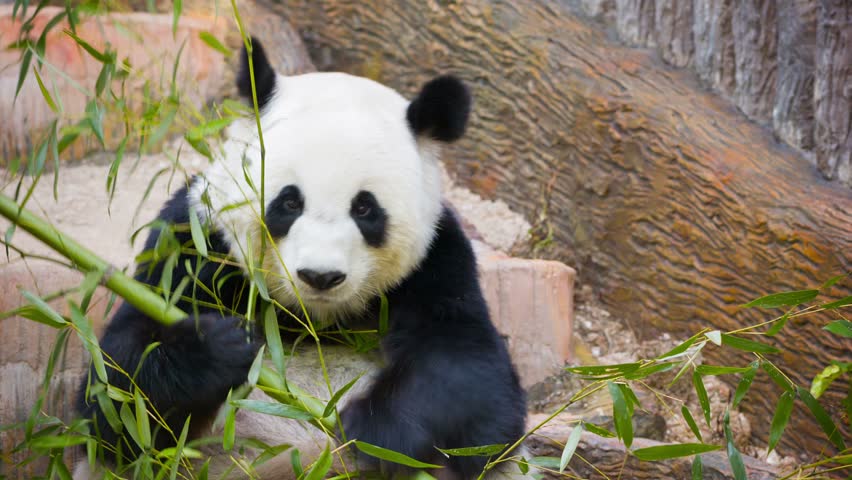 Video 1080p - Panda Eating Bamboo Shoots And Leaves Stock Footage Video