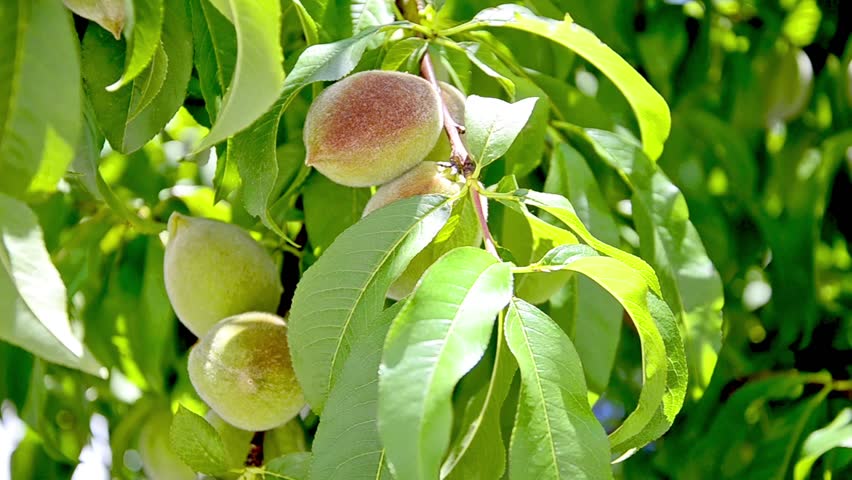 Ripening Peach Tree With Fruit In Development Stage Stock Footage Video