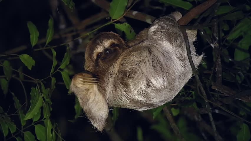 Two Brown-throated Three-toed Sloths (Bradypus Variegatus) Sleep