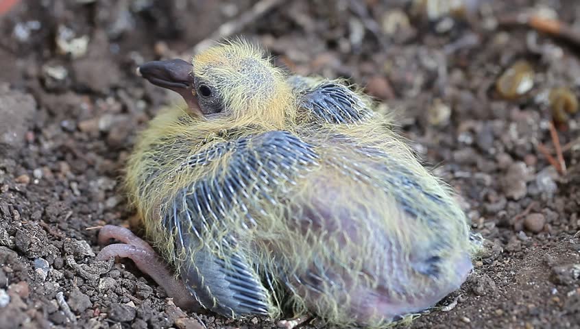 Nestling Pigeon In A Pot With Soil Stock Footage Video 7152793