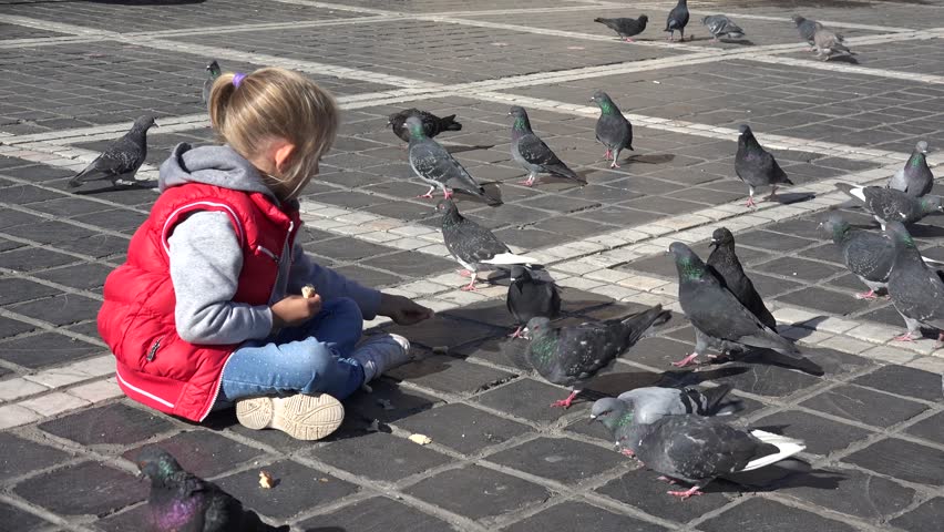 4k child feeding pigeons with bread crumbs in a town 4k child feeding pigeons with bread crumbs in a town