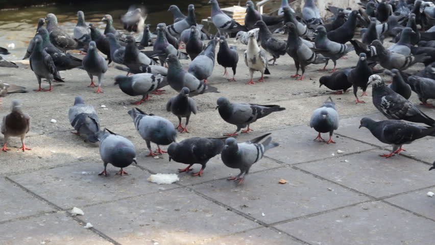 pigeons are pecking at slices of bread people are feeding pigeons are pecking at slices of bread people are feeding