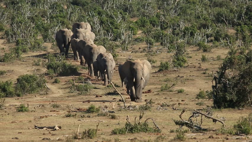 Small Herd Of African Elephants (Loxodonta Africana) Walking In Natural