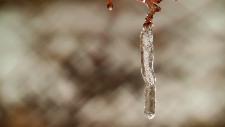 Water Dripping Off Snow Covered Tree Stock Footage Video 1545118