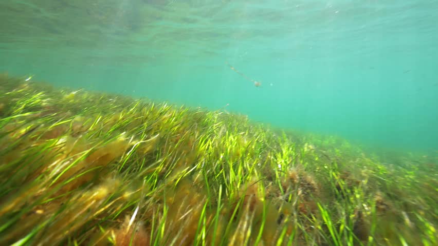 Sea Grass Meadows Underwater Seagrass. Hd 50fps. Stock Footage Video 