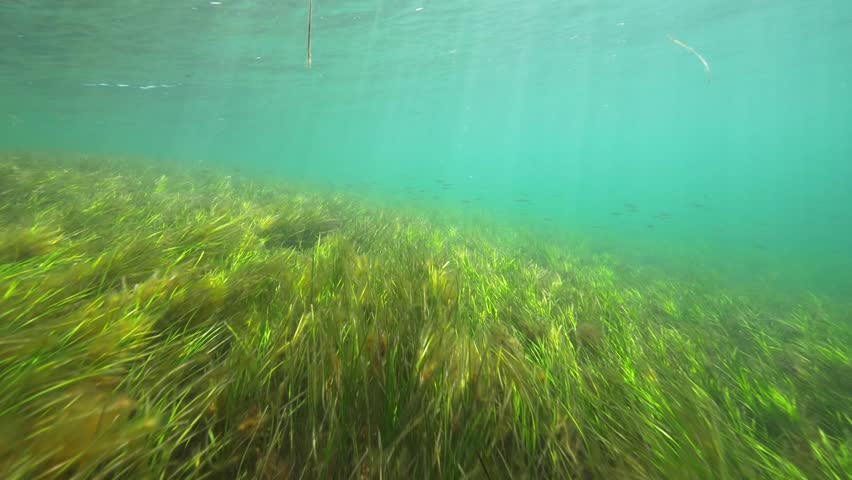 Sea Grass Meadows Underwater Seagrass. HD 50fps. Stock Footage Video