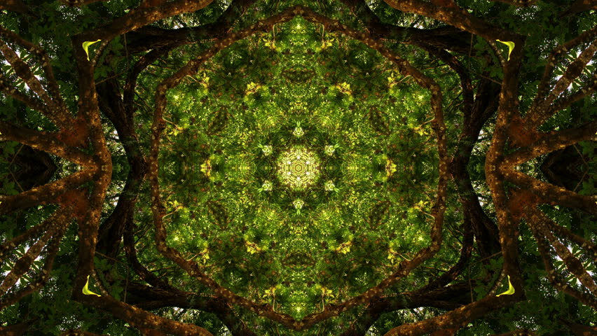 Kaleidoscope, Green Tree Stock Footage Video 8652880 - Shutterstock