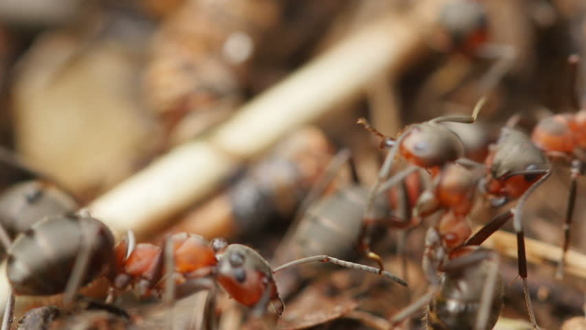 Ants In An Anthill Stock Footage Video 2717027 - Shutterstock