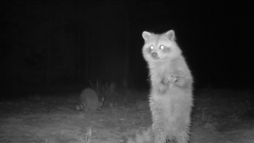 Raccoon (Procyon lotor) standing on it's hind legs watching for danger ...